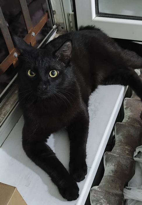 Приглашаем на вязку!!Британец короткошёрстный черный как смоль!!