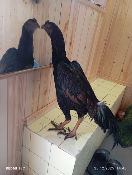 Джужа шамо Корец сатлады