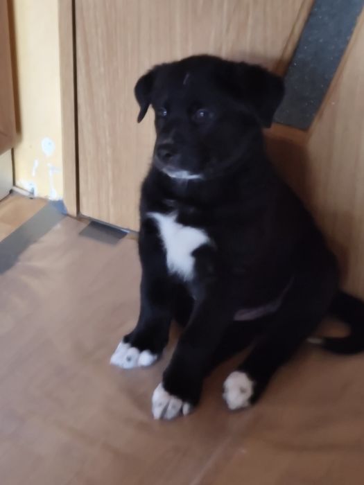 Gata pentru adopție.