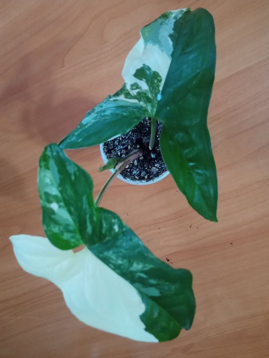 Антуриум сигониум