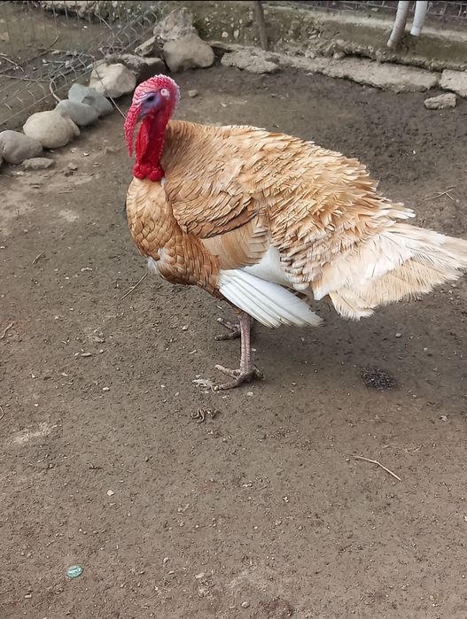 Curci roșii (pereche)
