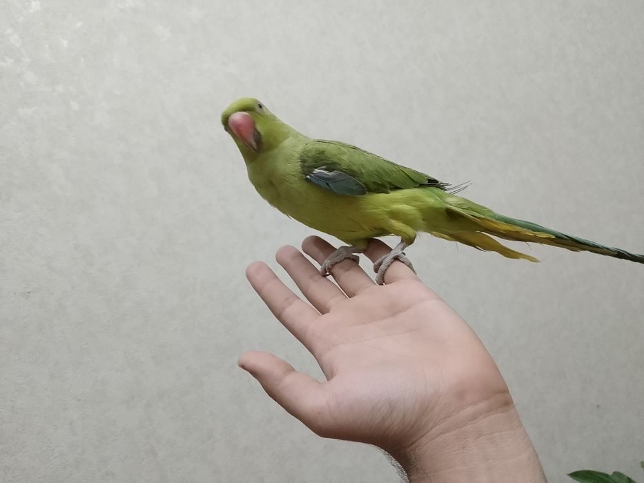Папугай qulga oʻrgatilgan tishlamaydi odamga erkalanadi 1 yosh