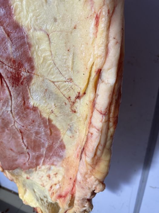 Жылкы байтал тай кунан 3000 тг