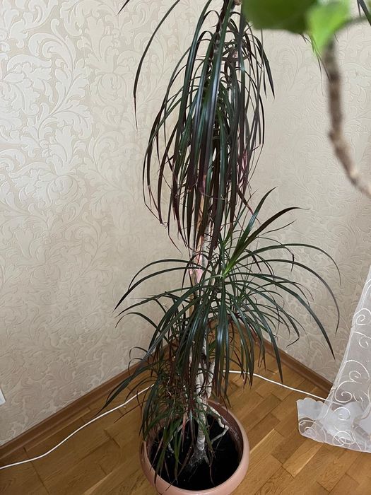 Продам  комнатное  растение