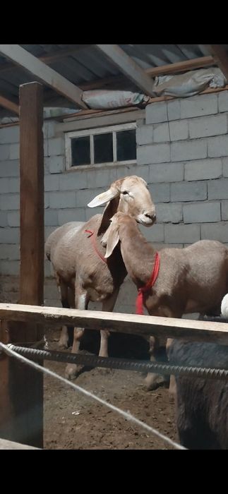 Кошкар козы линя