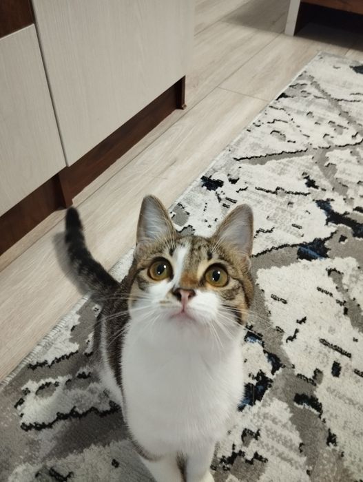 Кошка бесплатно ...
