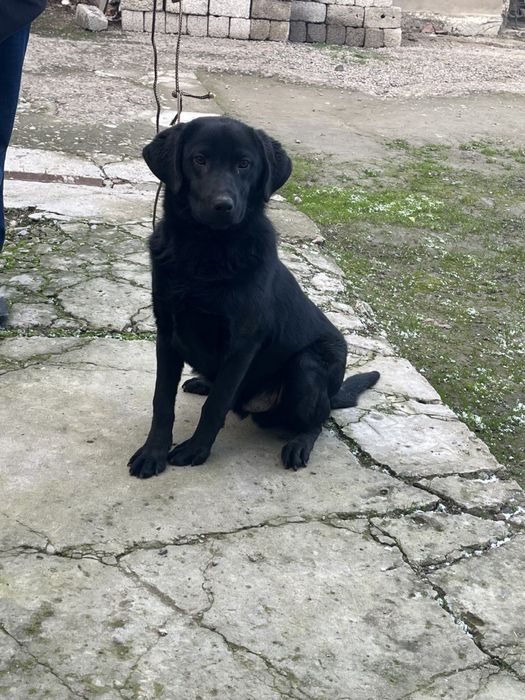 Продается мальчик лабрадор