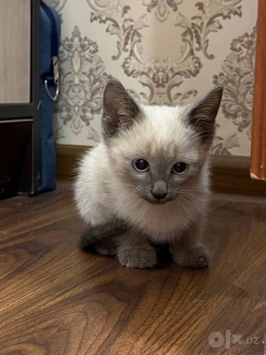 Котята. Mushukchalar.