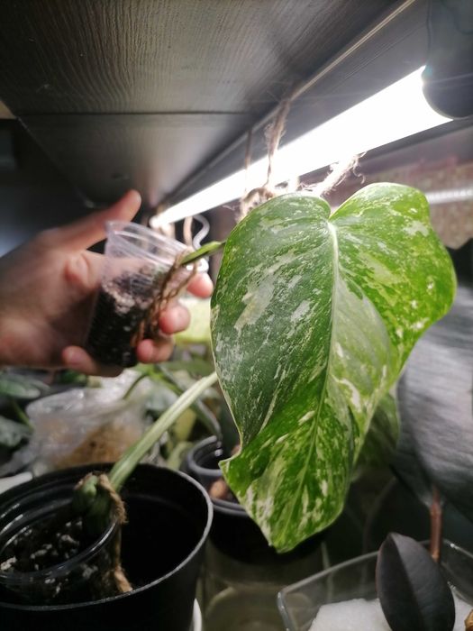 Монстера альба черенок