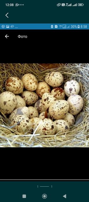 Яйца инуюкубационный бройлер оптом и в розницу