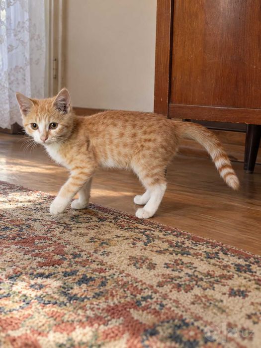 Котенок бесплатно (рыжий)