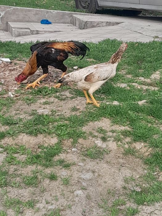 Дакан товук хороз тухумлари бор шамо турк корея