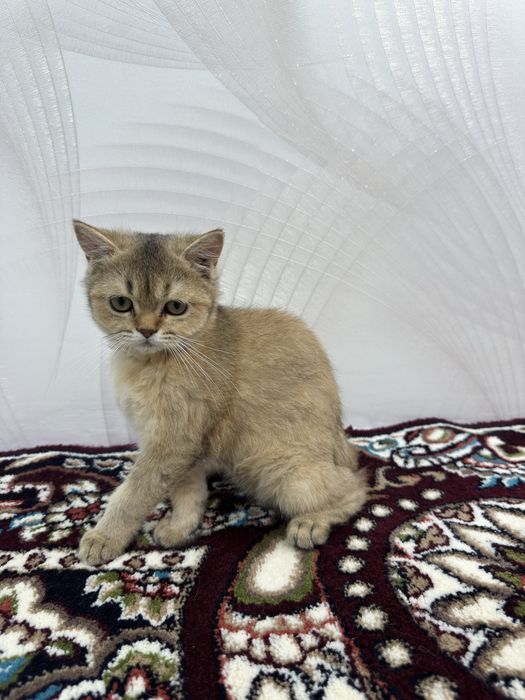 british shorthair