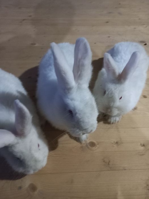 Новозеландский куен