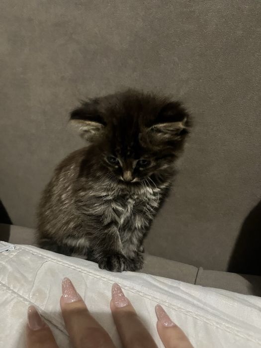 Котенок бесплатно