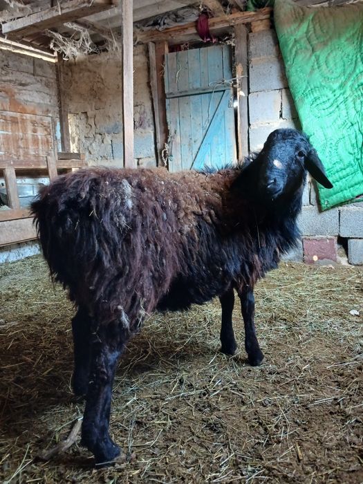 Продам баран породистый