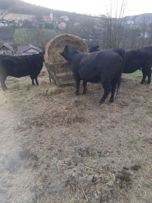 Juninci BLACK ANGUS  gestante