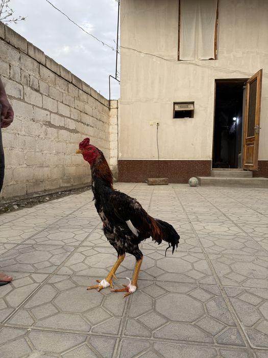 Сотилади корея шамо