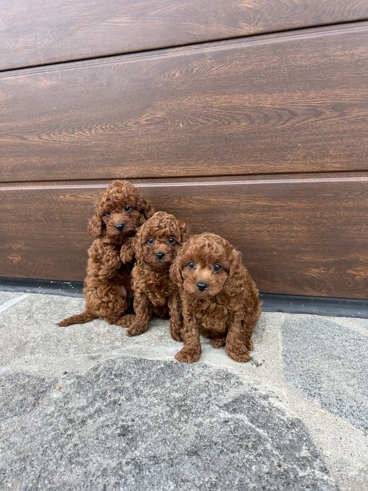 Пудел той Toy poodl