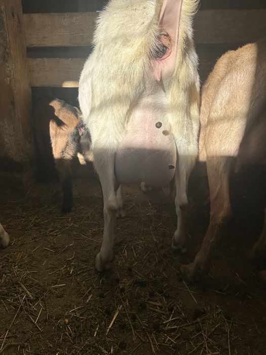 Vind capre de lapte saanen si alpine