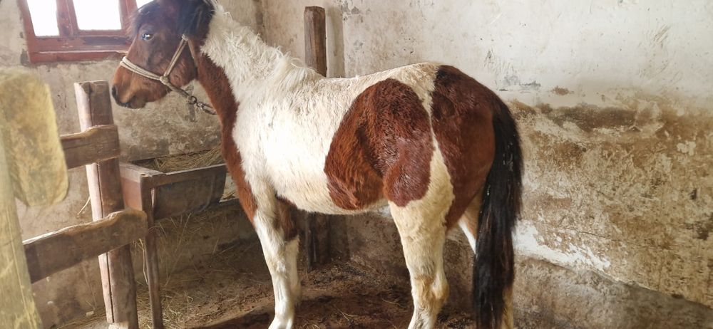 Тайдан байталға шығады