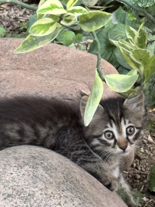 БЕСПЛАТНО домашние котята