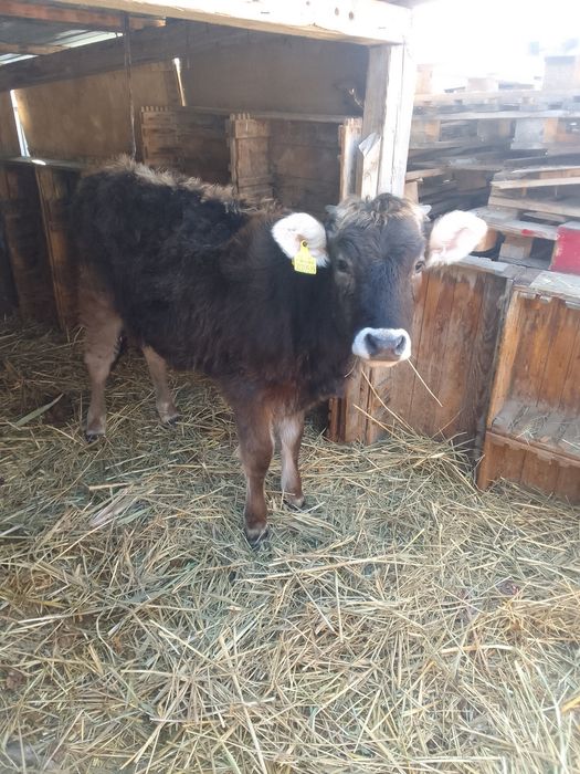 Продам телку хороши