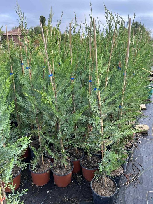 Лейландски кипарис - жив плет за години напред! - с. Недан