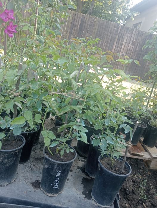 Trandafiri de dulceață Rose de Rescht