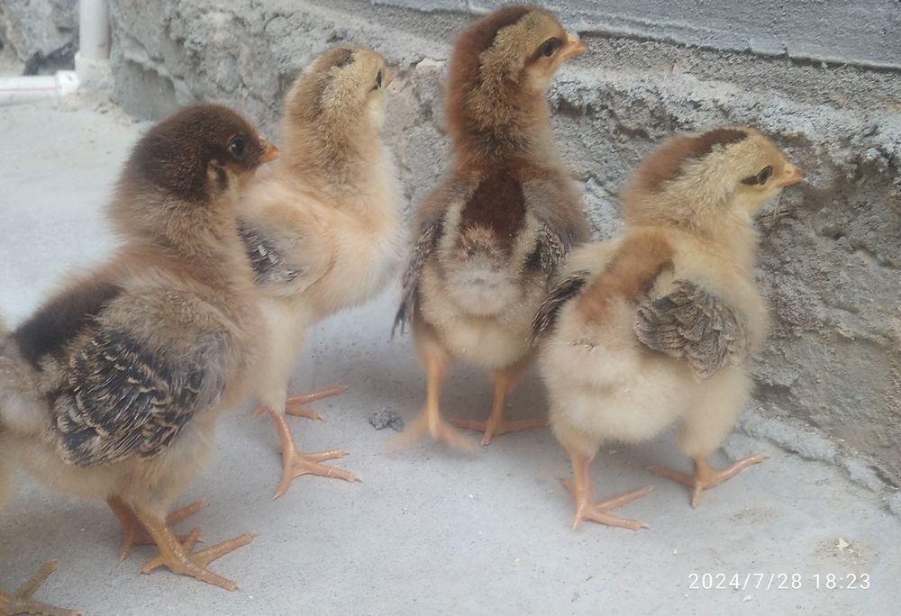 Ханхяп Корейская несушка