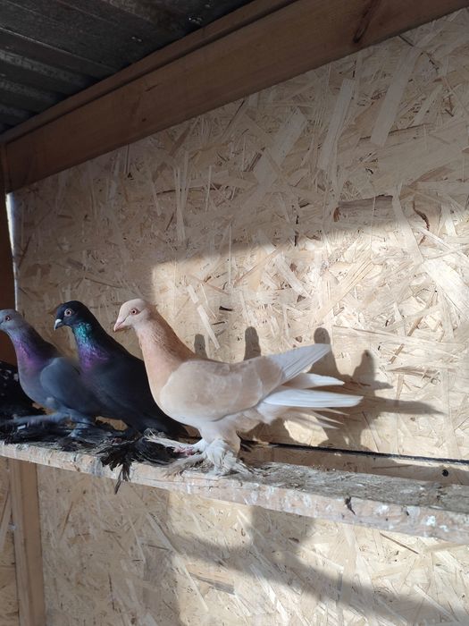 Самец жёлтый игровой