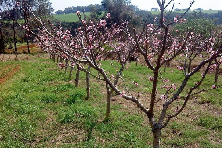 дарахт кесиш хизмати daraxt kesish butalash 7/24 Ibrohim yer haydash