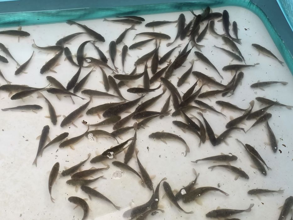 Pestisori vii caras