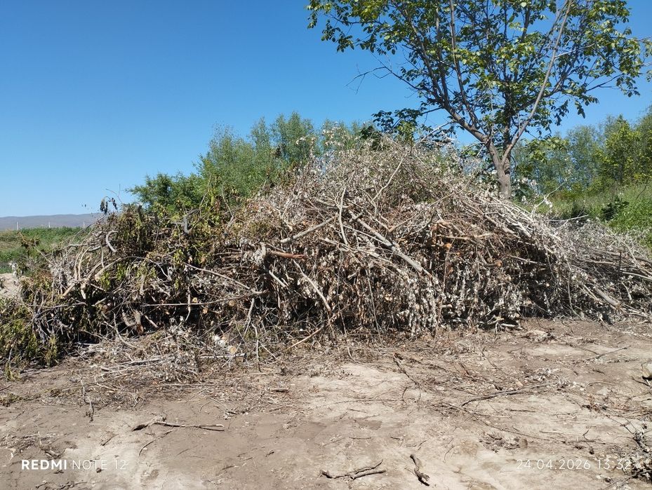 Shox sotamiz ,xodachalari ham bor