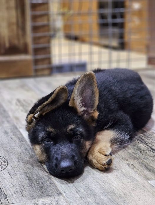 Предлагаются к продаже щенки