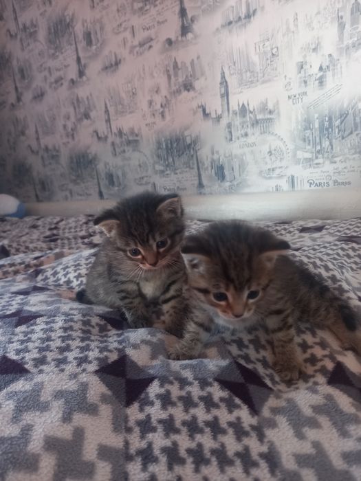 Отдам котят в добрые руки