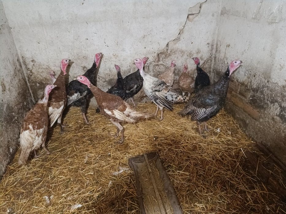 Продавам един пуяк и две пуйки