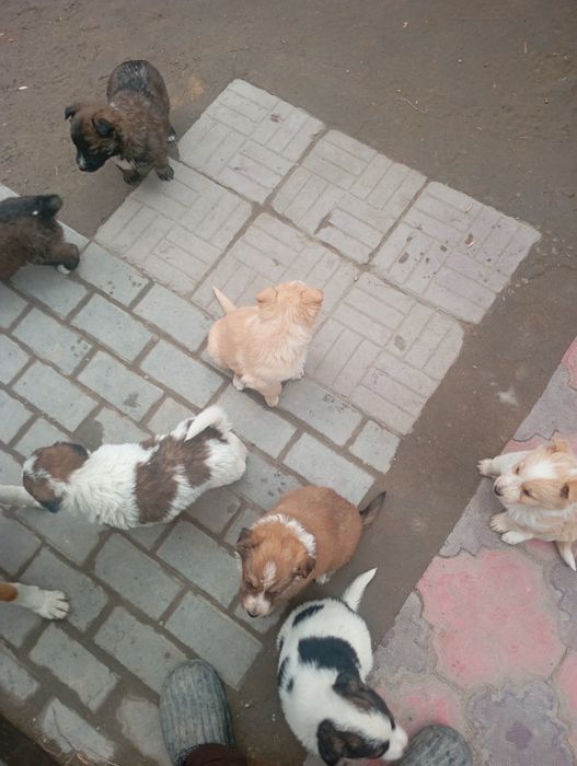 Канден кушыктеры кабаган