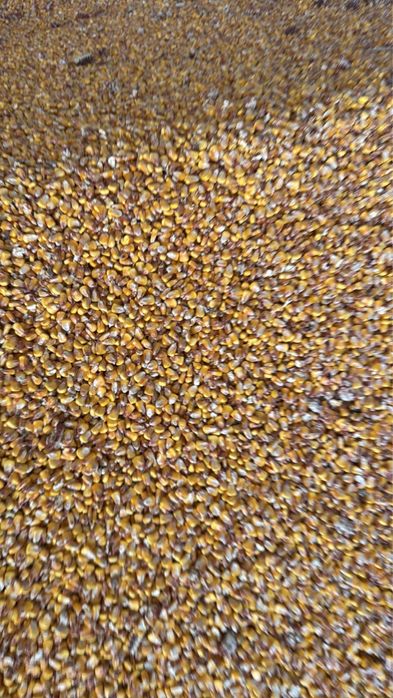 Porumb uscat de vanzare