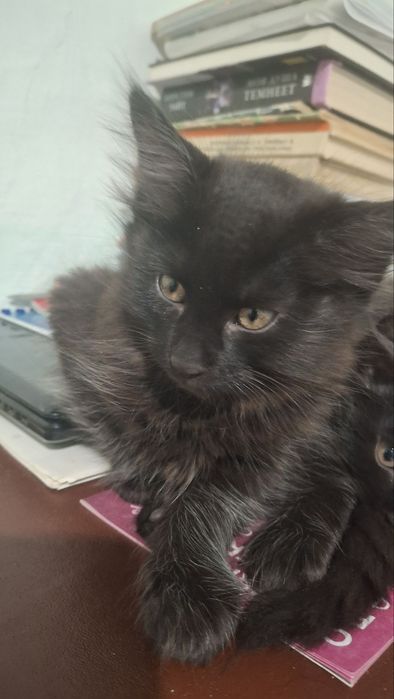 Отдаём 2 котят :девочки приучены к лотку ,ласковые дружелюбные