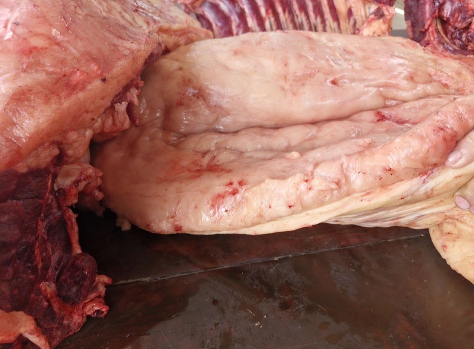 Жілік соғым 2750тг  кунделікті