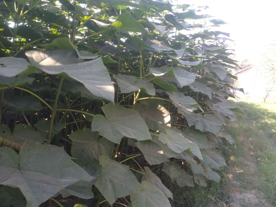 Pavloniya ko'chatlari