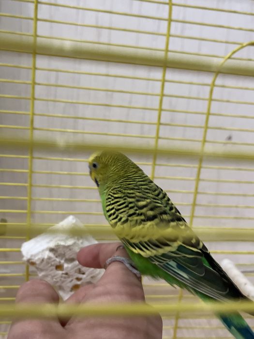 отдам попугая в добрые руки