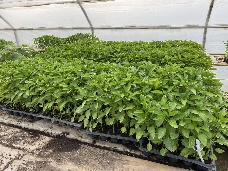 Rasaduri pe comanda !