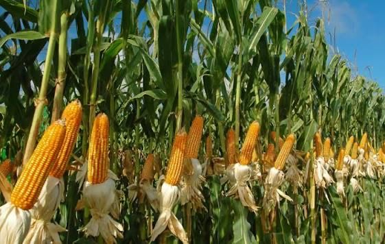 Кукуруза в зерне большой объем