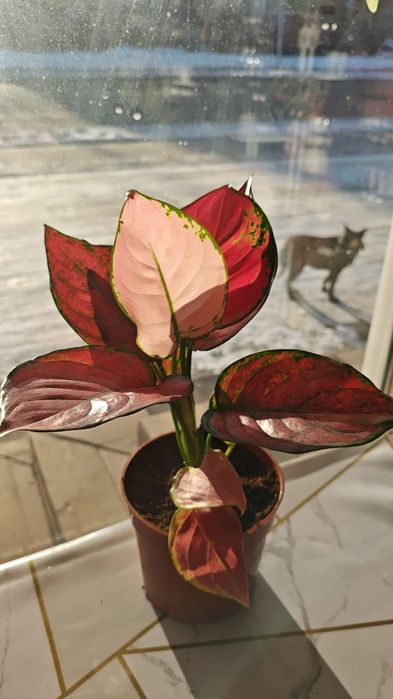 Продам комнатные цветы