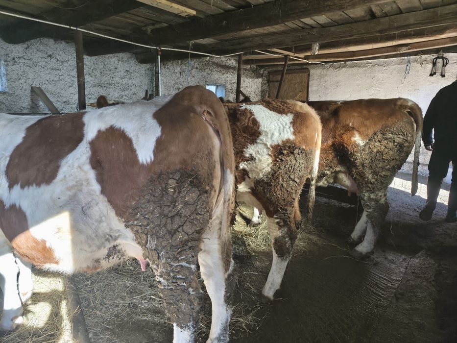 Vand vaci 2 juninci si una la a 2-a fătare