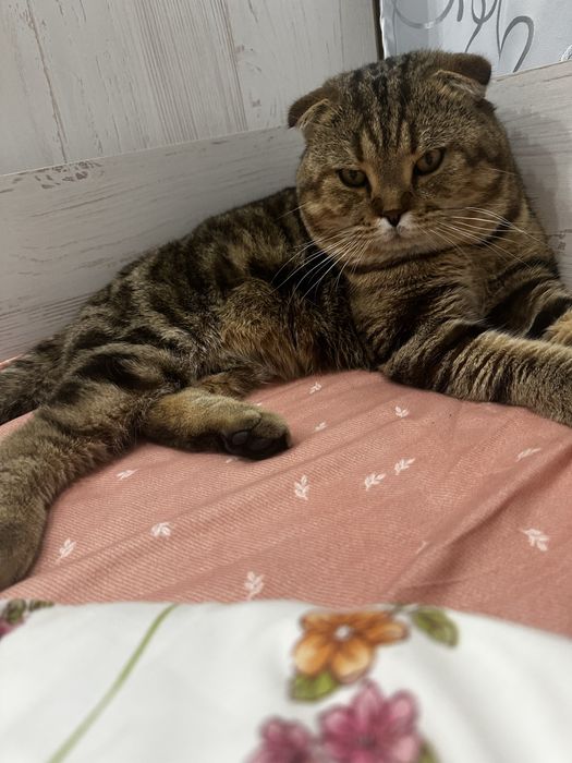 Пропал кот!! Кличка-Ричи