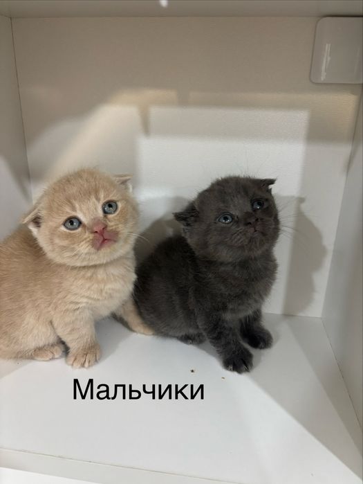 Продам хорошеньких котят