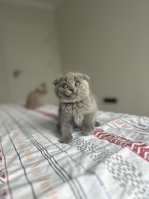 Scottish fold mascul